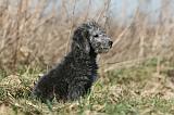 BEDLINGTON TERRIER 125